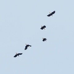 Rhyticeros subruficollis