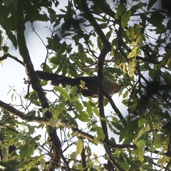 Zanclostomus javanicus