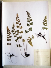 Dennstaedtia wilfordii