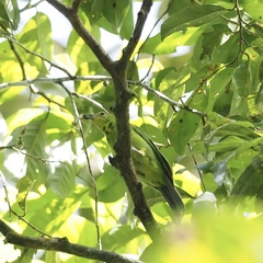 Chloropsis sonnerati