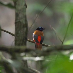 Harpactes duvaucelii