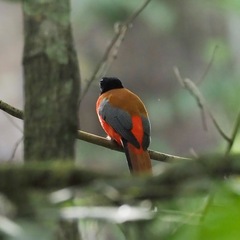 Harpactes duvaucelii