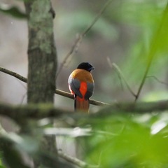 Harpactes duvaucelii