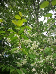 Prunus padus