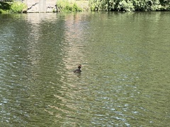Podiceps cristatus