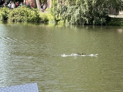 Podiceps cristatus