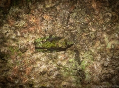 Sorolopha delochlora