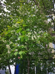Prunus padus