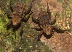 Nechyrus incomptus