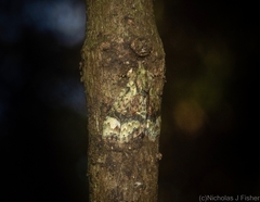 Tamba conscripta