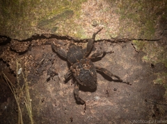 Methidrysis afflicta