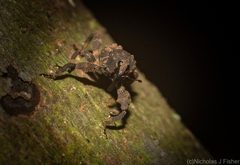 Methidrysis afflicta