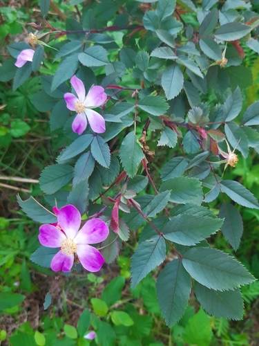 Rosa glauca