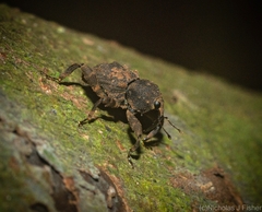 Methidrysis afflicta