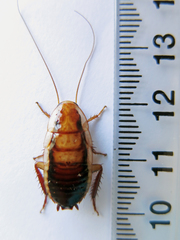 Drymaplaneta heydeniana
