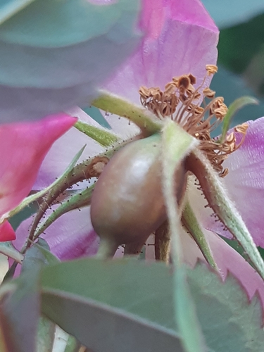 Rosa glauca