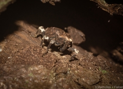 Poropterus bisignatus