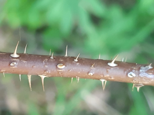 Rosa glauca