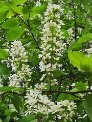 Prunus padus