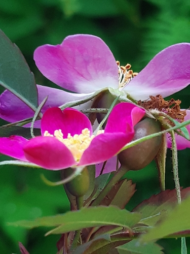 Rosa glauca