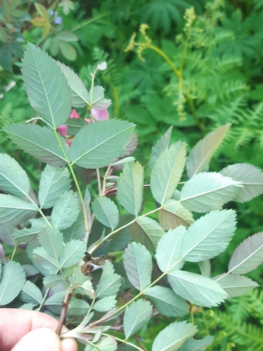 Rosa glauca