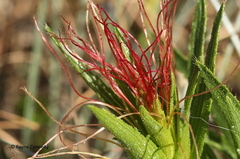 Acalypha angustata