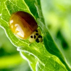 Harmonia axyridis