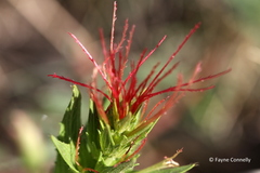 Acalypha angustata