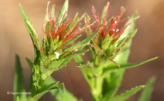 Acalypha angustata