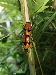 Cyrtotrachelus thompsoni