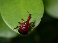 Paratrachelophorus