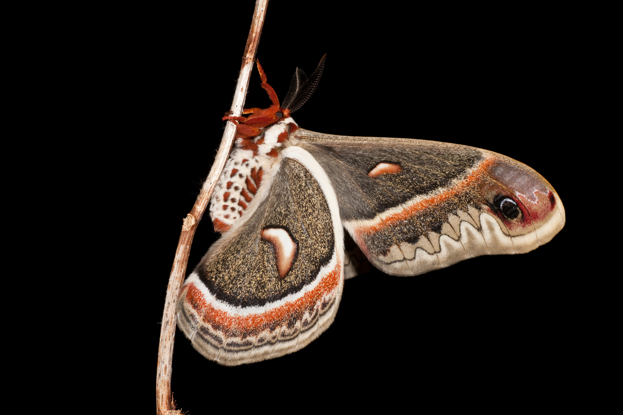 Cecropia Moth Female