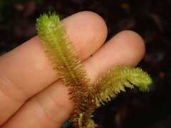 Schistochila nobilis