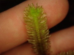 Schistochila nobilis