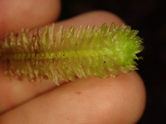 Schistochila nobilis