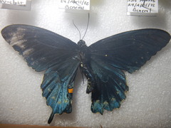 Battus philenor insularis