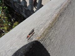Odontomachus erythrocephalus