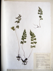 Dennstaedtia wilfordii