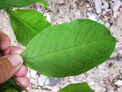 Prunus padus