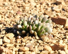 Anacampseros marlothii