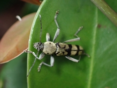 Chlorophorus signaticollis