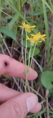 Packera pseudaurea semicordata
