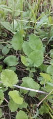 Packera pseudaurea semicordata