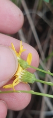 Packera pseudaurea semicordata