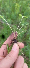 Packera pseudaurea semicordata