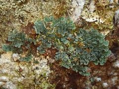 Leioderma duplicatum
