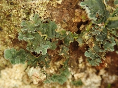 Leioderma duplicatum