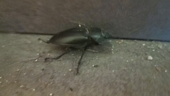 Lucanus