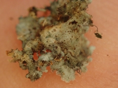 Leioderma duplicatum