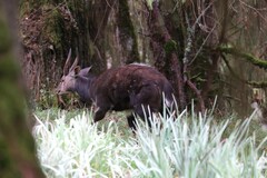 Tragelaphus sylvaticus meneliki